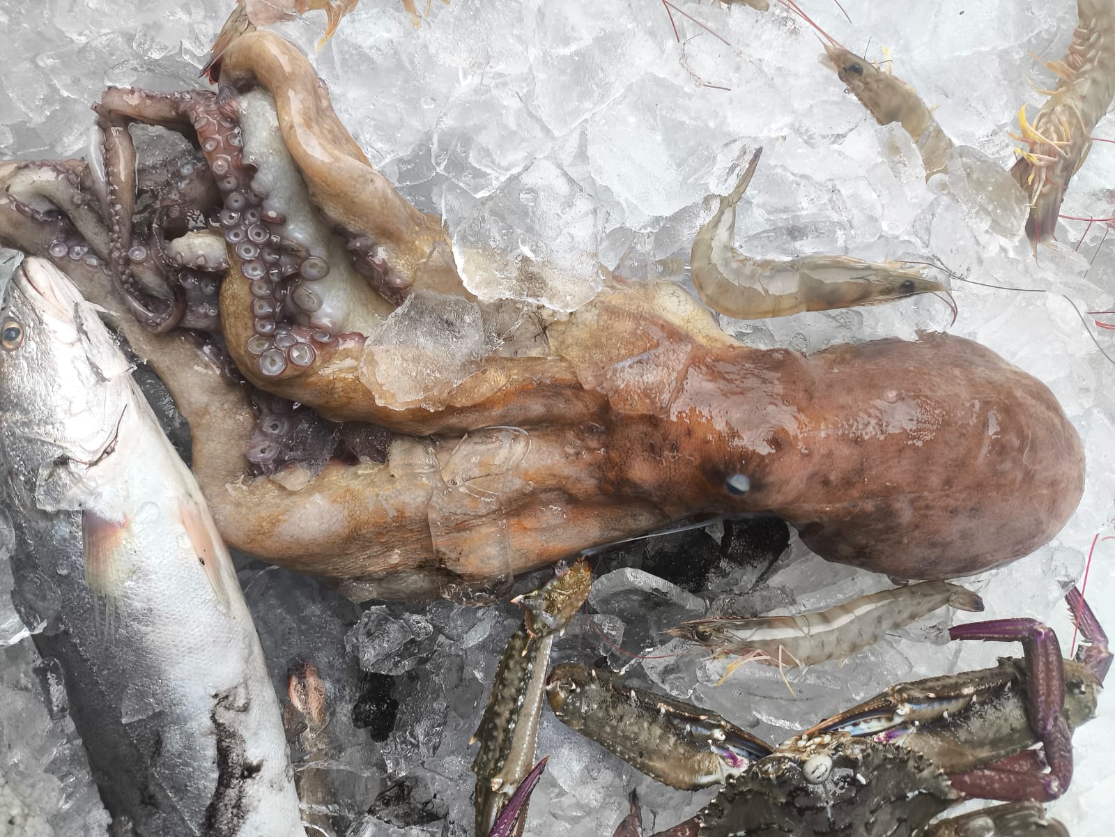 Denúncia do Linha Verde sobre pesca ilegal, leva polícia a apreender 30 quilos de pescados na Baía da Ilha Grande, em Angras dos Reis
